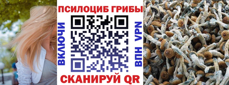 Галлюциногенные грибы Psilocybe  Хасавюрт 